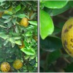 Ensaio de fungicida na cultura do citrus