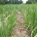 Ensaio de herbicida na cultura da cana-de-açúcar